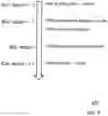 Fig. 06 - Distributed network with blinded identities