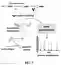 Fig. 13 - Microscope-based system and method for image-guided microscopic illumination