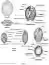 Fig. 04 - PROCESS FOR PRODUCING A GENETICALLY MODIFIED SEED
