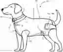 Fig. 01 - PET POTTY TRAINING SYSTEMS