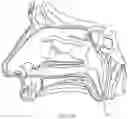Fig. 13 - TRANSMEMBRANE SENSOR TO EVALUATE NEUROMUSCULAR FUNCTION