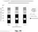 Fig. 31 - MICROBIAL COLLECTION FORMULATIONS, DEVICES AND SYSTEMS