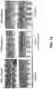 Fig. 11 - Magnetic wire for retrieval and elimination of calculus from the urinary tract