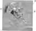 Fig. 01 - BIOPSY DEVICE MARKER AND RELATED METHODS