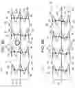 Fig. 09 - AORTIC PROSTHESIS DELIVERY SYSTEM AND METHOD OF USE