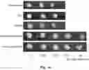 Fig. 05 - PARTICULATE AMORPHOUS MESOPOROUS MAGNESIUM CARBONATE MATERIAL