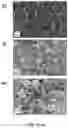 Fig. 09 - PARTICULATE AMORPHOUS MESOPOROUS MAGNESIUM CARBONATE MATERIAL