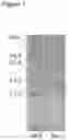 Fig. 02 - EXOPOLYSACCHARIDE-PROTEIN COMPLEX, A METHOD OF PREPARING SAID COMPLEX AND USES THEREOF