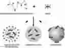 Fig. 01 - EYE DROPS CONTAINING CHITOSAN NANOPARTICLES IN WHICH PDRN IS ENCAPSULATED, AND PREPARATION METHOD THEREFOR