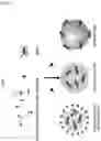 Fig. 02 - EYE DROPS CONTAINING CHITOSAN NANOPARTICLES IN WHICH PDRN IS ENCAPSULATED, AND PREPARATION METHOD THEREFOR