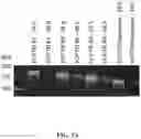 Fig. 04 - COMPOSITIONS FOR DELIVERY OF CODON-OPTIMIZED MRNA