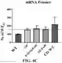 Fig. 09 - COMPOSITIONS FOR DELIVERY OF CODON-OPTIMIZED MRNA