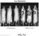 Fig. 17 - COMPOSITIONS FOR DELIVERY OF CODON-OPTIMIZED MRNA