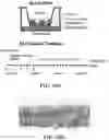 Fig. 21 - COMPOSITIONS FOR DELIVERY OF CODON-OPTIMIZED MRNA