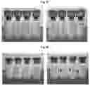 Fig. 14 - Lyophilized formulations of tegavivint