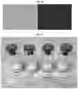Fig. 09 - Lyophilized formulations of tegavivint