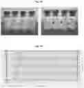 Fig. 11 - Lyophilized formulations of tegavivint