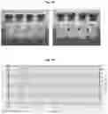 Fig. 11 - Lyophilized formulations of tegavivint