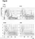 Fig. 25 - ORAL THIN FILM