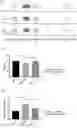 Fig. 02 - PHARMACEUTICAL COMPOSITION COMPRISING a-GALACTOSYLCERAMIDE AND/OR DENDRITIC CELLS PULSED WITH a-GALACTOSYLCERAMIDE