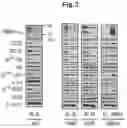 Fig. 04 - Immunosuppressant comprising TSAHC or a pharmaceutically acceptable salts thereof as an active ingredient
