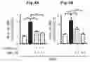 Fig. 05 - Immunosuppressant comprising TSAHC or a pharmaceutically acceptable salts thereof as an active ingredient