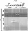 Fig. 06 - Immunosuppressant comprising TSAHC or a pharmaceutically acceptable salts thereof as an active ingredient
