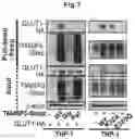 Fig. 08 - Immunosuppressant comprising TSAHC or a pharmaceutically acceptable salts thereof as an active ingredient
