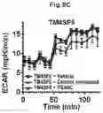 Fig. 10 - Immunosuppressant comprising TSAHC or a pharmaceutically acceptable salts thereof as an active ingredient