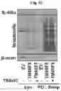 Fig. 12 - Immunosuppressant comprising TSAHC or a pharmaceutically acceptable salts thereof as an active ingredient