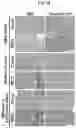 Fig. 16 - Immunosuppressant comprising TSAHC or a pharmaceutically acceptable salts thereof as an active ingredient