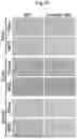 Fig. 17 - Immunosuppressant comprising TSAHC or a pharmaceutically acceptable salts thereof as an active ingredient