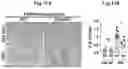 Fig. 19 - Immunosuppressant comprising TSAHC or a pharmaceutically acceptable salts thereof as an active ingredient