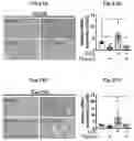 Fig. 23 - Immunosuppressant comprising TSAHC or a pharmaceutically acceptable salts thereof as an active ingredient