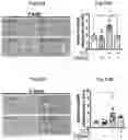 Fig. 24 - Immunosuppressant comprising TSAHC or a pharmaceutically acceptable salts thereof as an active ingredient