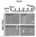 Fig. 25 - Immunosuppressant comprising TSAHC or a pharmaceutically acceptable salts thereof as an active ingredient