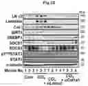 Fig. 26 - Immunosuppressant comprising TSAHC or a pharmaceutically acceptable salts thereof as an active ingredient