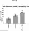 Fig. 05 - TAZ ACTIVATORS AND WNT AGONISTS FOR TREATING EAR DISORDERS