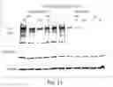 Fig. 13 - PHARMACEUTICAL COMPOSITIONS FOR MODULATING A KINASE CASCADE AND METHODS OF USE THEREOF