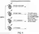 Fig. 06 - Modulation of molecular markers using S-equol