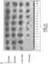 Fig. 24 - Modulation of molecular markers using S-equol