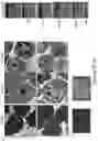 Fig. 05 - COMPOSITIONS AND METHODS FOR CANCER THERAPY