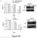 Fig. 06 - COMPOSITIONS AND METHODS FOR CANCER THERAPY