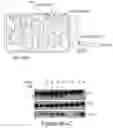 Fig. 07 - COMPOSITIONS AND METHODS FOR CANCER THERAPY
