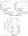 Fig. 15 - COMPOSITIONS AND METHODS FOR CANCER THERAPY