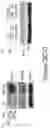 Fig. 38 - COMPOSITIONS AND METHODS FOR CANCER THERAPY