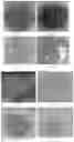 Fig. 13 - MICROORGANISM MIXTURES, MOLECULES DERIVED THEREFROM, AND METHODS OF USE THEREOF