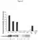 Fig. 06 - Methods for Treatment of Fabry Disease