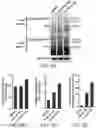 Fig. 10 - MODULATORS OF TDP-43
