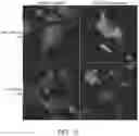 Fig. 11 - MODULATORS OF TDP-43